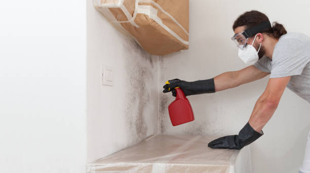 Professional Basement Mold Removal technician working in Forest Park, IL