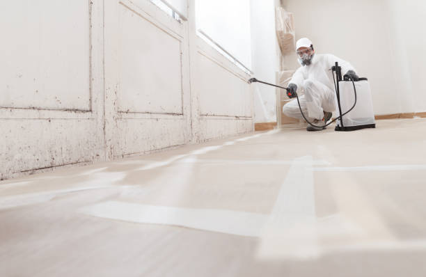 24/7 Emergency Basement Mold Removal experts in Forest Park, IL
