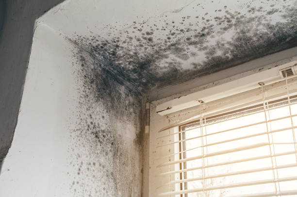 Affordable Basement Mold Removal solutions in Forest Park, IL
