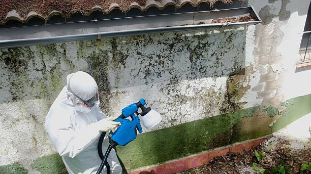 Top rated local Basement Mold Removal specialists in Forest Park, IL